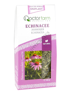 Echinacea purpurea (Echinacea, Эхинацея) flores