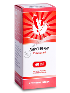 Ampicillin-RNP