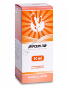 Ampicillin-RNP