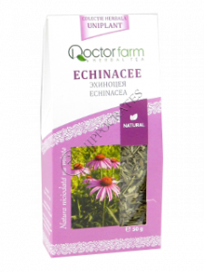 Echinacea purpurea (Echinacea, Эхинацея) flores