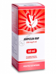 Ampicillin-RNP